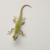 Krysar Small Greeny Hemidactylus Frenatus Typical Asian House G 28140c73 9700 4243 Bf62 Eec3d5234f0f (1)