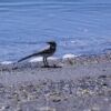 Sevan Jezero Armenie 026