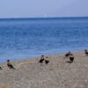 Sevan Jezero Armenie 039